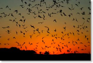 Mexican free tailed bats at sunset. Taken by Tom Hince in Texas 2007