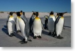 Penguins on ice
