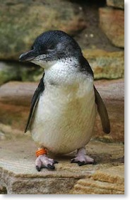Little Penguin 