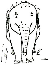 elephantfront